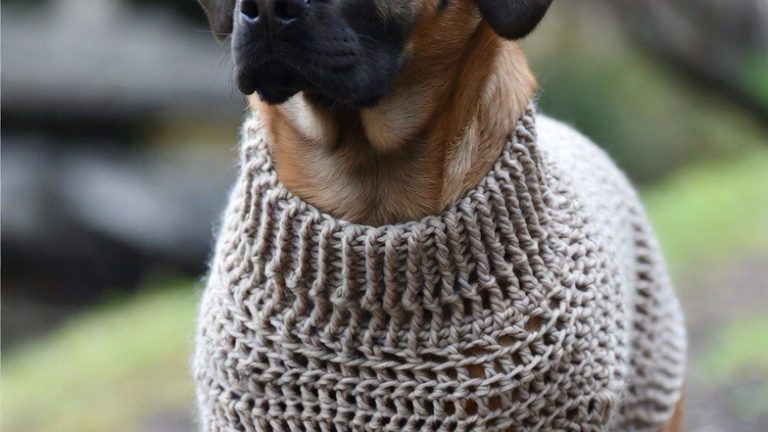 15 Adorable Crochet Dog Sweaters and Coats for Cozy Outdoor Walks